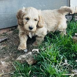 Goldendoodle Puppies from Simmons F1b Goldendoodles