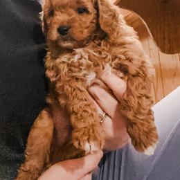 Olaf - Apricot male Goldendoodle puppy in Valley Center, California from AweStrunk Farms