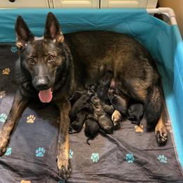 Blue Boy - Sable male German Shepherd puppy in Elijay, Georgia from Mission K9