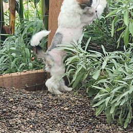 Chinese Crested Puppies from Zion"s Chinese Cresteds
