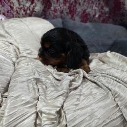 Jake - Black and tan male Cavalier King Charles Spaniel puppy in Neosho, Missouri from Pups on the Ridge