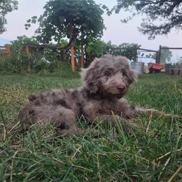 Porche - female Golden Mountain Doodle puppy in Boise, Idaho from Nesting Dolls