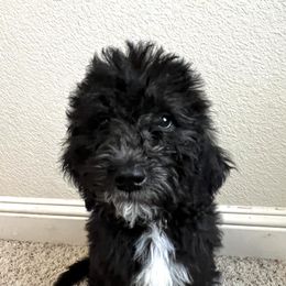 Labradoodle Puppies from Sweet Tea Labradoodles