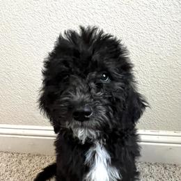 Labradoodle Puppies from Sweet Tea Labradoodles