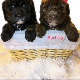 Australian Labradoodle Puppies from Cajun Land Doodles
