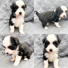Black tri male - Black tri male Toy Australian Shepherd puppy in Brooker, Florida from Honey, I Shrunk the Aussies