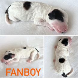 Aussiedoodle Puppies from JK Mini Doodles