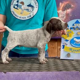 The white knight - Liver and white male German Shorthaired Pointer puppy in North Branch, Minnesota from Chrishelle Farm
