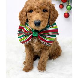 Waffles - Red  male Goldendoodle puppy in State Road, North Carolina from Must Love Doodles