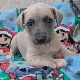 Boy 1 - male Whippet puppy in Sweet Home, Oregon from Imperialis Kennels