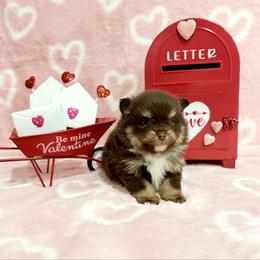 Choc Tri AKC boy - Chocolate and tan male Pomeranian puppy in Princeton, New Jersey from PureLove Poms.