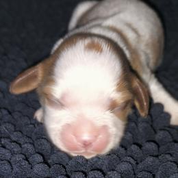Luke Skywalker - Blenheim male Cavalier King Charles Spaniel puppy in Franklin, North Carolina from Cavaliers of the County Macon