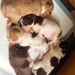 Aussiedoodle Puppies from WildRiver Pups