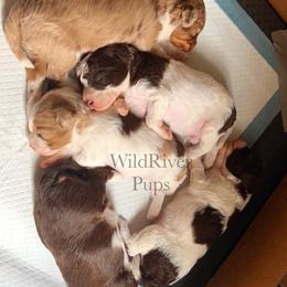Aussiedoodle Puppies from WildRiver Pups