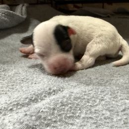 Boy 1 - Tri-color male Jack Russell Terrier puppy in Yakima County, Washington from Saddle Rock Kennels