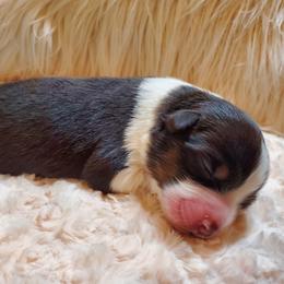 Boy 2 - male Australian Shepherd puppy in Olympia, Washington from Echelon Australian Shepherds
