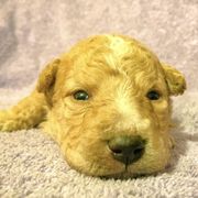 Mudi Puppies from Ewenique Mudi