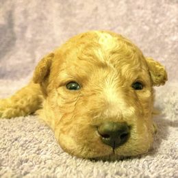 Mudi Puppies from Ewenique Mudi