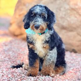 Bentley - Blue merle male Bernedoodle puppy in Wickenburg, Arizona from Houskerville Doodles