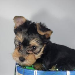 Red collar boy - Black and tan male Yorkshire Terrier puppy in Jacksonville, Florida from Yorkieology