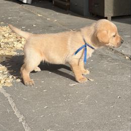 Male 1 Blue Collar - Yellow male Labrador Retriever puppy in Lyman, Nebraska from Ruzicka Family Labradors LLC