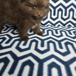 Mistletoe - Chocolate female Pomeranian puppy in Texas from Ruby's Poms