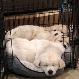 Golden Retriever Puppies from Fox Ridge English Golden Retrievers