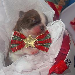 Princess Mocha - Red and white female Shih Tzu puppy in San Tan Valley, Arizona from Pretty Paws Shih Tzu's