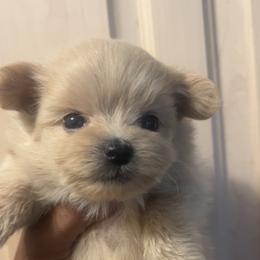 Mahiro - Cream female Maltipoo puppy in Long Island, New York from Minipaws kennel