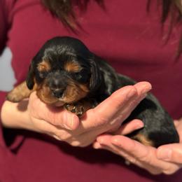 Sky - Mrs Sky Masterson - Black and tan female Cavalier King Charles Spaniel puppy in Chico, California from Valley Cavaliers