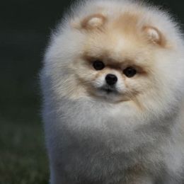 Havanese and Pomeranians from Michelle Soave