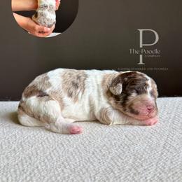 Dune - Chocolate merle male Bernedoodle puppy in Tulsa, Oklahoma from The Poodle Co. Raising Doodles & Poodles