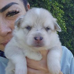 Olive - Merle female Pomsky puppy in Southern California, California from SoCal Pomskies LLC
