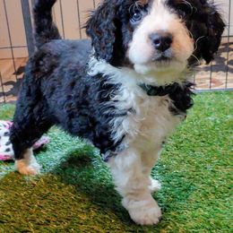 Bernedoodle Puppies from Kiya's Bernedoodles