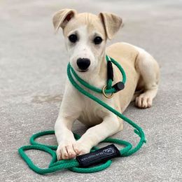 Barbets, Italian Greyhounds, Lagotti Romagnoli, and Whippets from Pinnacle Farm and Kennel