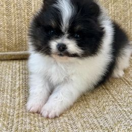 Stash - Black parti male Pomeranian puppy in Canandaigua, New York from Fingerlakes Pomeranians