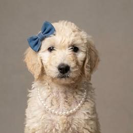 Mei-Mei - Cream female Goldendoodle puppy in Clifton, Arizona from Denim & Doodles