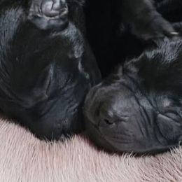 Labrador Retrievers from Lakeside Labs