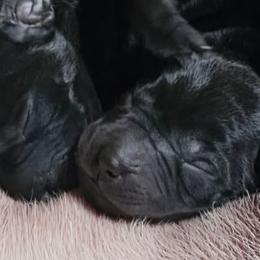 Labrador Retrievers from Lakeside Labs