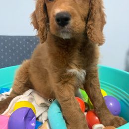 Boy 2 - Elmo - Red  Goldendoodle puppy in Waterford, Pennsylvania from Ruby’s Mini Goldendoodles