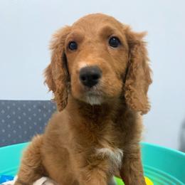 Boy 2 - Elmo - Red  Goldendoodle puppy in Waterford, Pennsylvania from Ruby’s Mini Goldendoodles