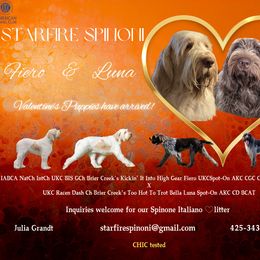 Spinone Italiano puppies from Starfire Leonbergers and Spinone Italiano