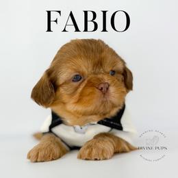 Boy 1 - male Shih Tzu puppy in League City, Texas from Divine Pups