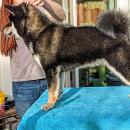 Shiba Inu All Grown Up from Boomlay Shiba