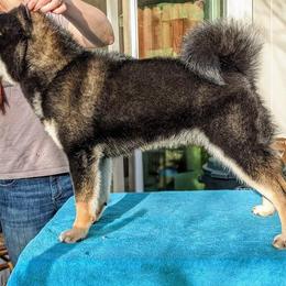 Shiba Inu All Grown Up from Boomlay Shiba