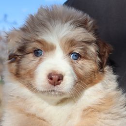 Amp - Red merle female Australian Shepherd puppy in Colorado from Firestone Australian Shepherds