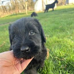 Giant Schnauzer Puppies from Wessels Schnauzers