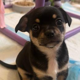 Paityn - Black female Chihuahua puppy in Brooklyn, Connecticut from Ladybug Chihuahuas
