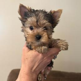 Runt 2 - Blue and gold male Yorkshire Terrier puppy in Milton, Florida from Sassenach Yorkie Kennels