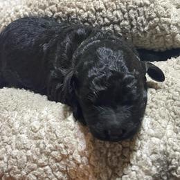 Green striped collar - Black female Labradoodle puppy in Mc Cook, Nebraska from Powers Doodles